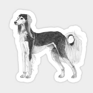 Saluki Sticker